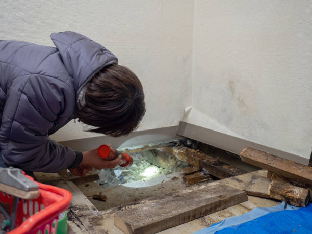 Best Basement Mold Removal  in Macarthur, WV