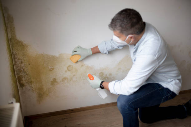Best Post-Remediation Verification Testing  in Macarthur, WV
