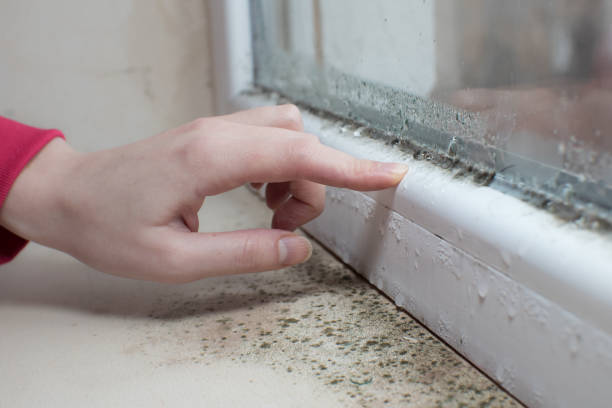 Best Mold Documentation for Insurance Claims  in Macarthur, WV