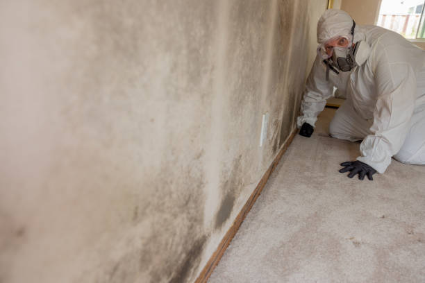 Mold Documentation for Insurance Claims in Macarthur, WV